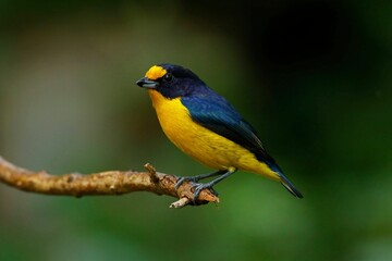 Majestic twig bird perched atop a solitary branch against a vibrant green background