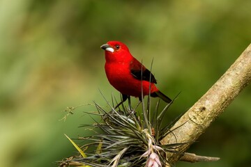Vibrant red cardinal perched atop a lush green branch, with a constructed nest nestled on top