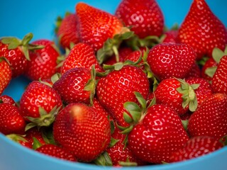 Closeup of ripe strawberries in a blue plastic bowl