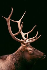 Vertical shot of moose head against a black background