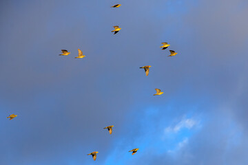 海水のミネラル分を摂取するため、山から波打ち際に飛来してくる美しいアオバト（ハト科）の群れ。
神奈川県の天然記念物に指定。
神奈川県中郡大磯町照ヶ崎海岸にて。
2023年10月21日撮影。

A flock of beautiful White-bellied Green Pigeon fly into the surf from the mountains to ingestion with m