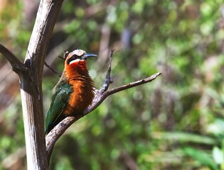 White-fronted bee-eater (Merops bullockoides) sitting on top of a tree branch in a zoo
