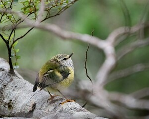 Bright green rifleman (Acanthisitta chloris) bird perched on a tree branch seen through branches