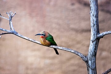 White-fronted bee-eater (Merops bullockoides) sitting on top of a tree branch in a zoo