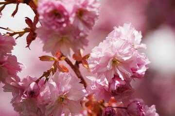 Beautiful pink cherry blossom in full bloom