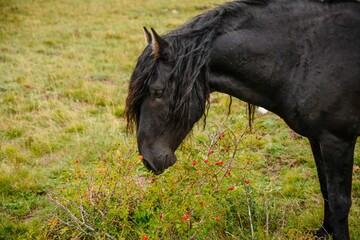 Vertical shot of a beautiful black horses eating grass in the wilderness