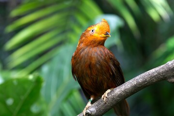 Closeup of an Andean cock-of-the-rock perched on a branch in a tropical setting