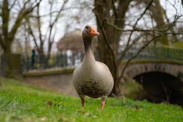 Orange-brown goose waddles across a lush green park lawn