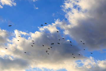 海水のミネラル分を摂取するため、山から波打ち際に飛来してくる美しいアオバト（ハト科）の群れ。
神奈川県の天然記念物に指定。
神奈川県中郡大磯町照ヶ崎海岸にて。
2023年10月21日撮影。

A flock of beautiful White-bellied Green Pigeon fly into the surf from the mountains to ingestion with m
