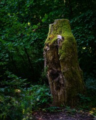Picturesque scene of a moss-covered tree stump situated in a wooded area with lush trees overhead