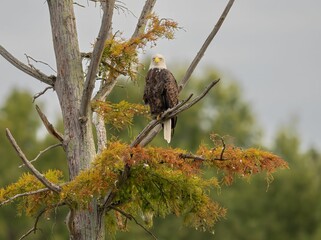Majestic bald eagle perched on a tree branch in its natural habitat under the blue sky