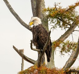 Majestic bald eagle perched on a tree branch in its natural habitat under the blue sky