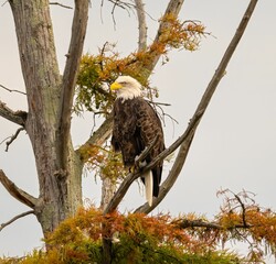 Majestic bald eagle perched on a tree branch in its natural habitat under the blue sky