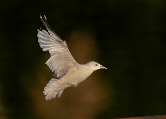 Closeup of a Ivory gull in flight with a blurry background