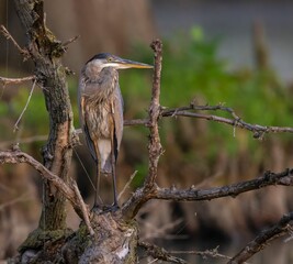 Closeup of a Great blue heron perched on the branch with a blurry background