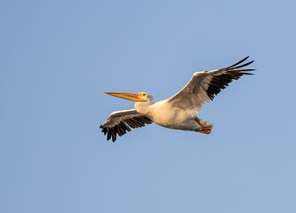 Fototapeta na wymiar Closeup of a Pelican soaring under the blue sky on a sunny day