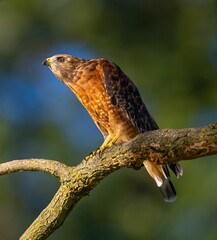 Closeup of a Hawk perched on the branch with a blurry background