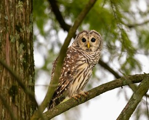 Closeup of a  majestic owl  perched on a tree branch with a blurry background