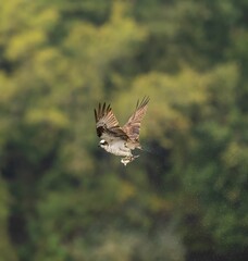 Closeup of a majestic Osprey in flight with a blurry background