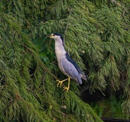 Closeup of a Black-crowned night heron perched on the branch with a blurry background