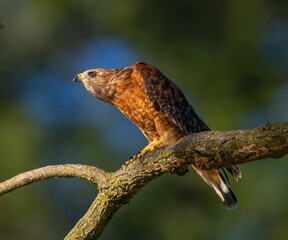Closeup of a Hawk perched on the branch with a blurry background