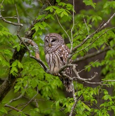 Fototapeta premium Closeup of an owl perched on the branch with a blurry background