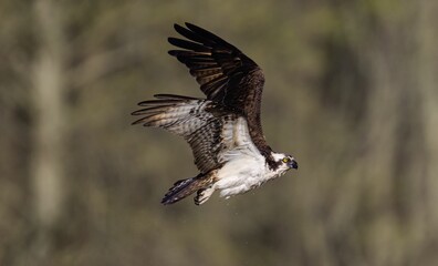 Closeup of a  majestic osprey soaring with a blurry background