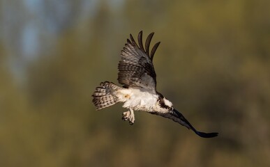 Closeup of a Osprey soaring under the blue sky