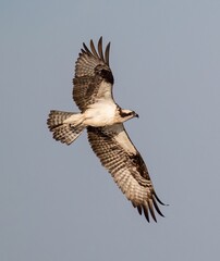 Closeup of a Osprey soaring under the blue sky