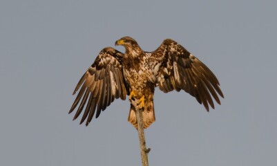 Closeup of a White-tailed eagle perched on the branch with a blurry background