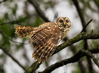 Closeup of an owl perched on the branch with a blurry background