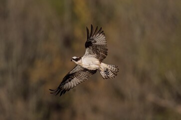 Closeup of a Red-shouldered hawk soaring  with a blurry background