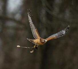 Closeup of a Red-shouldered hawk soaring  with a blurry background