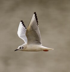 Closeup of a Saunders's gull in flight with a blurry background
