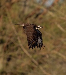 Closeup of a majestic osprey soaring under the blue sky