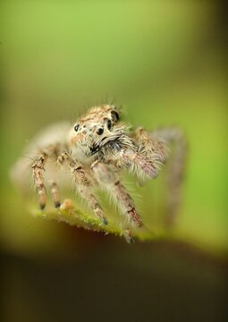 Macro shot of a Hyllus heavy-bodied jumper (Hyllus semicupreus) spider perched atop a leaf
