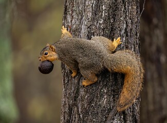Curious grey squirrels cling onto the side of a tree trunk,