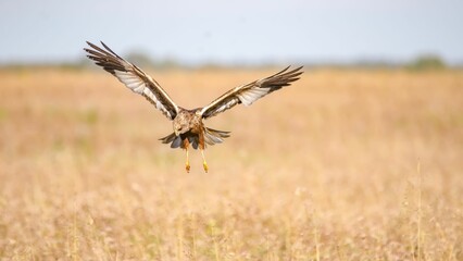 the large bird is flying over the field of grass and dry grass