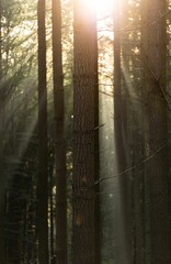 Vertical shot of the sun shining through trees in a forest