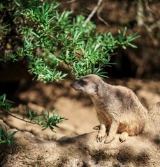 Closeup shot of a brown meerkat on a rock under a tree