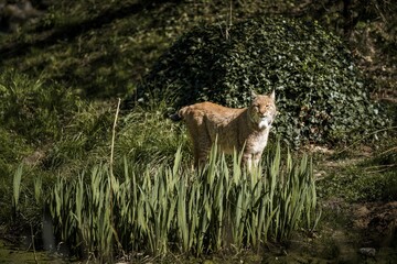 Beautiful brown Eurasian lynx on a grassy field