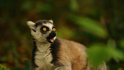 Close-up image of a Ring-tailed Lemur perched on the grass in a forest
