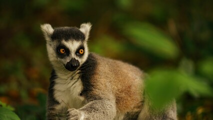 Picture of a perched lemur on the ground, looking up with a curious expression