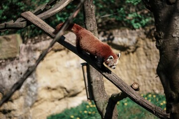 Cute red panda climbing down on a tree branch