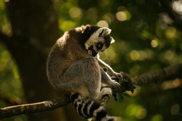 Picture of a small lemur sitting on a tree branch, surrounded by the forest