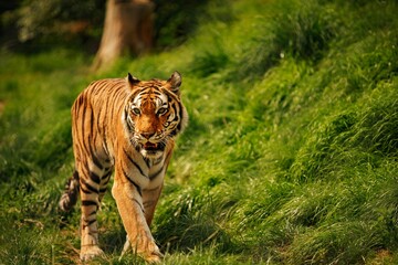 Picture of a tiger striding confidently along a lush green path