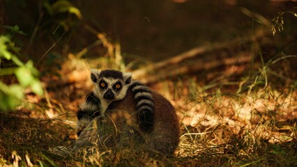 Image of a Ring-tailed Lemur looking at the camera