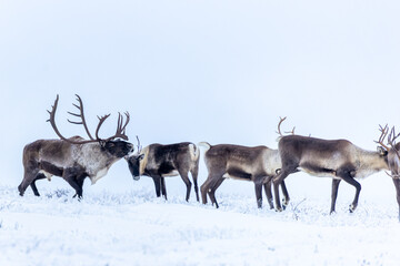 Bull Caribou displaying to cows