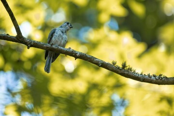 bird sits on tree branch with yellow background and leaves in background