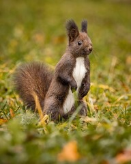Close up of a red squirrel, standing on its hind legs on green grass